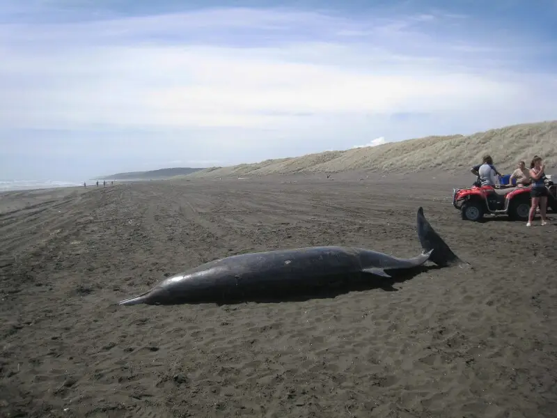 An adult female whale, one of a group of five who stranded and died (with the exception of one juvenile, who was successfully refloated) on Sunset Beach at Port Waikato on 13 January 2011. They are believed to be Gray's beaked whales (Mesoplodon grayi), a