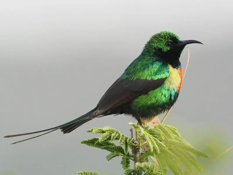 A Beautiful Sunbird, Ethiopia, 2016