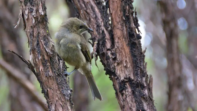 Bellbird in manuka bush, Silver Peaks, Dunedin, Otago, New Zealand