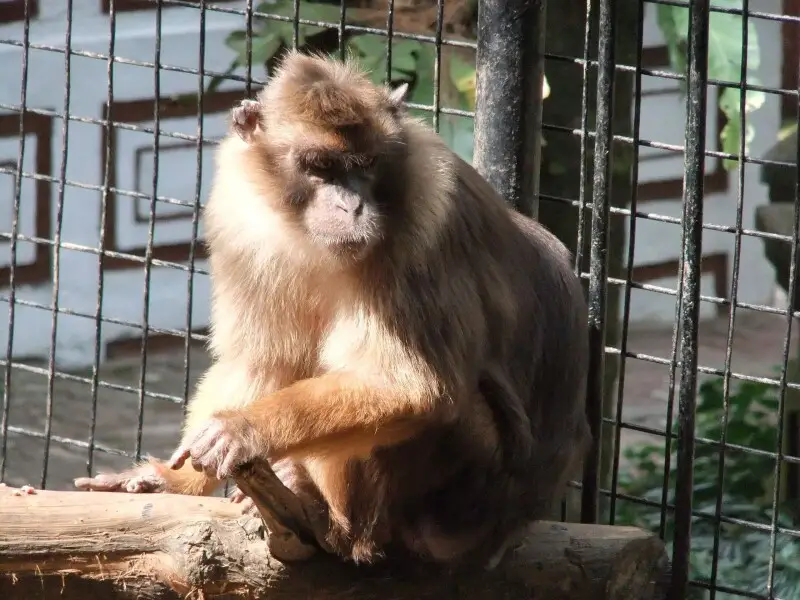 Pagai Island Macaque (Macaca pagensis), Safari Park, Cisarua, West Java, Indonesia