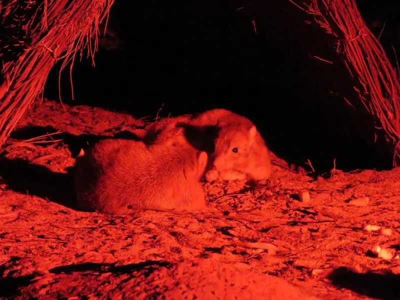 Bettongia lesueur (Quoy &amp; Gaimard, 1824), Boodie (Burrowing Bettong), Barna Mia Sanctuary, Dryandra, WA, Australia, 12 January 2018