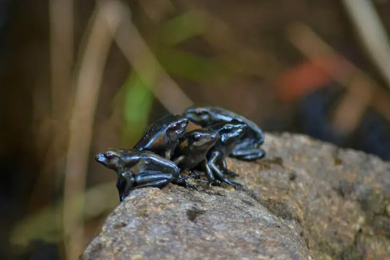 Bicolored frog Facts, Diet, Habitat & Pictures on Animalia.bio