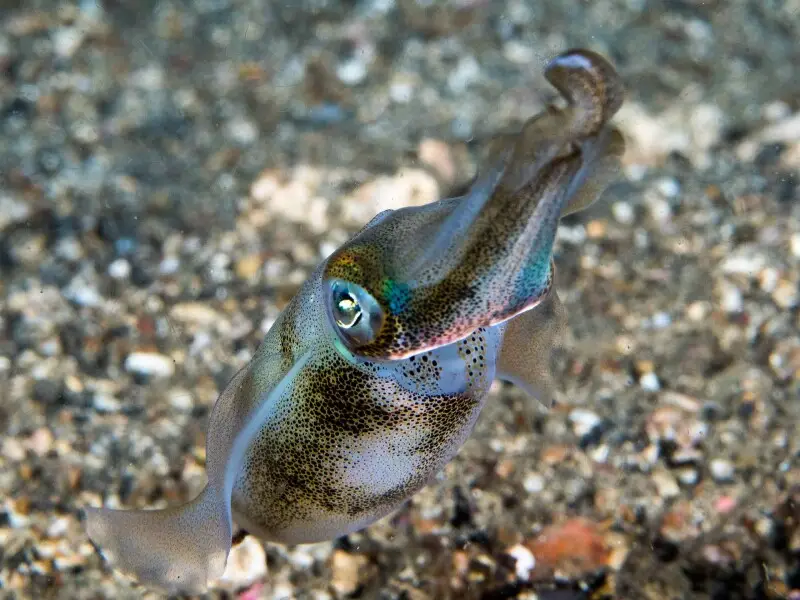 Lembeh, Indonesia - Bigfin Reef squid (Sepioteuthis lessoniana)
