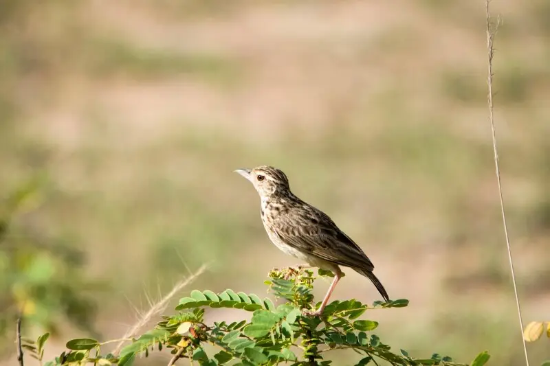 Bird ispotted n Wilpattu national park, Srilanka