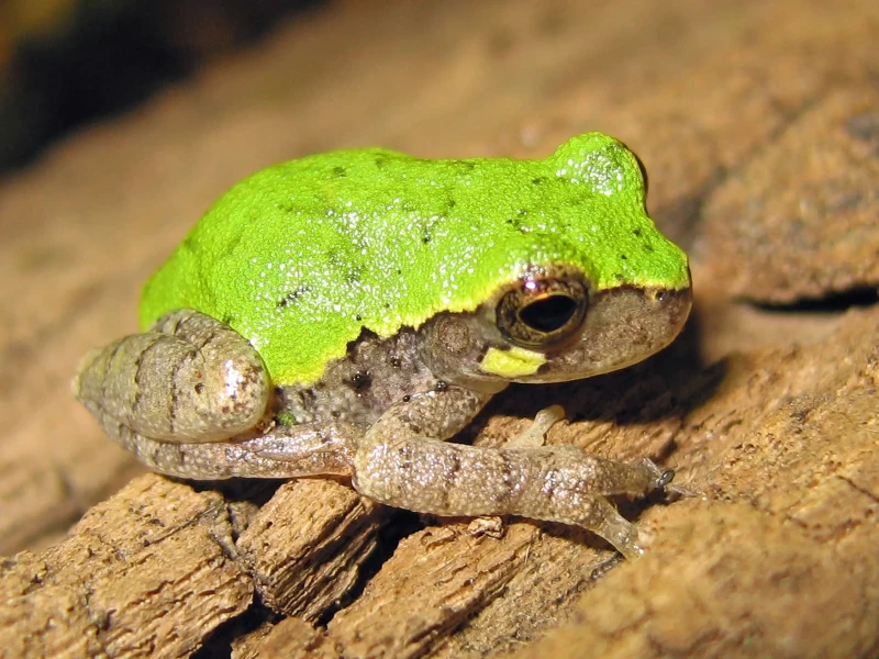 Bird-voiced tree frog