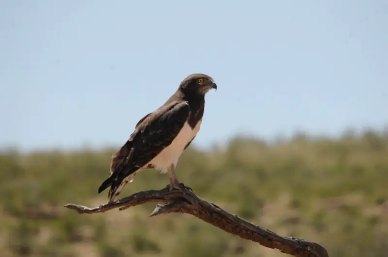 Black-breasted Snake Eagle Circaetus pectoralis, Kgalagadi Transfrontier Park, Botswana