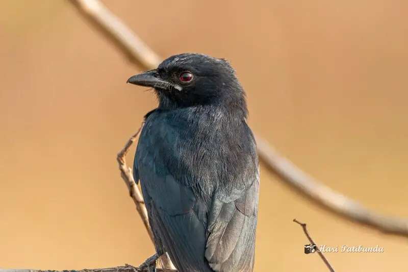 An Adult Drongo, this was curious and landed next to my vehicle to get a good look at me. 

Thanks in advance for your views and comments. Much appreciated.