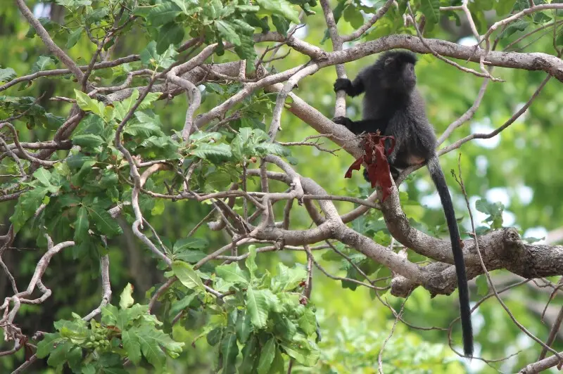Lutung Jawa sedang bertengger di atas pohon di sekitar pantai Bama, Taman Nasional Baluran, Banyuwangi, Jawa Timir. Di usia muda, lutung ini berbulu oranye dan menjadi semakin gelap (hitam mengkilat) saat dewasa.