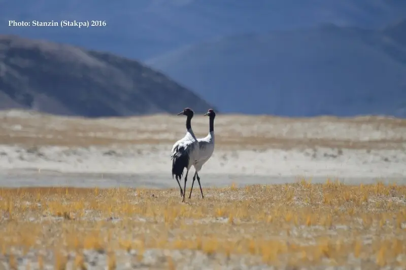 Blacknecked crane Facts, Diet, Habitat & Pictures on Animalia.bio