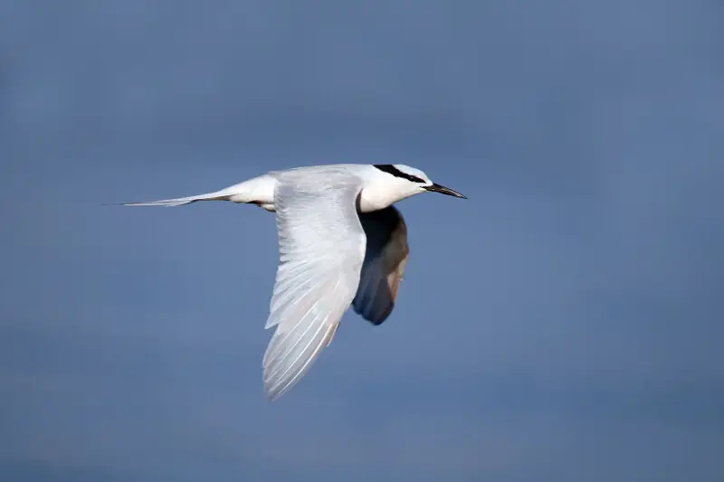 Black-naped tern (Sterna sumatrana) adult breeding plumage, Komodo National Park, Indonesia