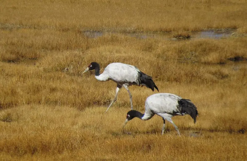 Black Necked Cranes (Grus nigricollis) pair at Tsokar, Ladakh ? These birds are one of the rarest species found in India, about a 100 odd pairs have made Tsokar and its adjacent areas their breeding grounds.These birds feed on small arthropods,reptiles an