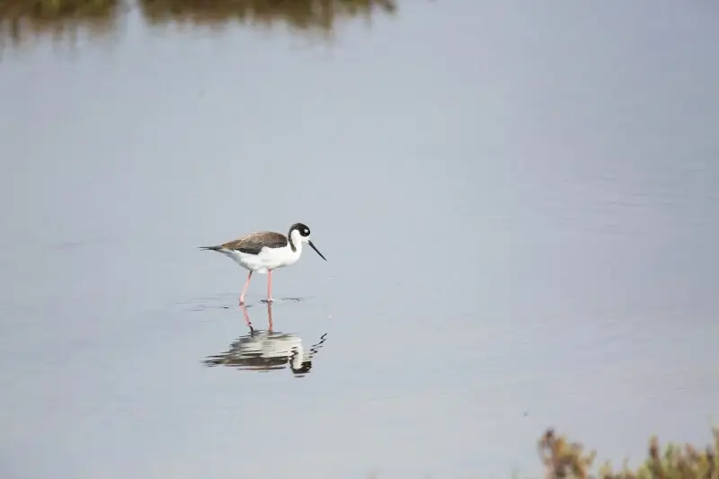Black-Necked Stilt