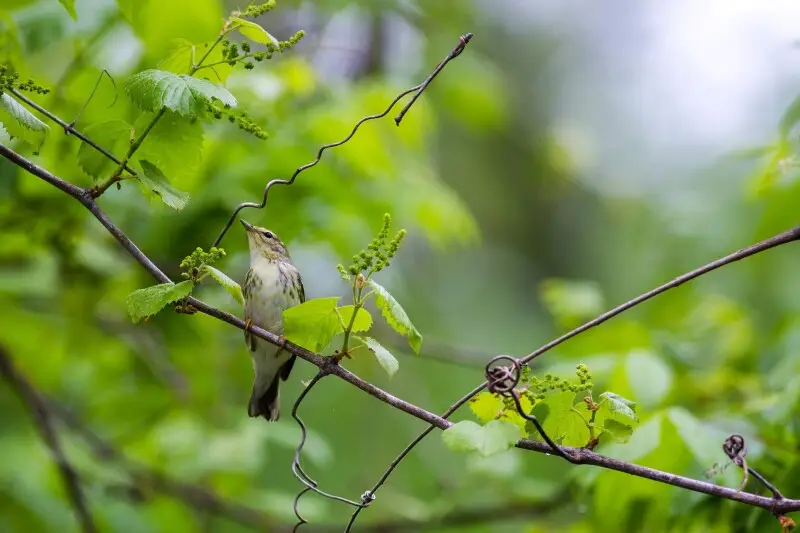 Blackpoll warbler