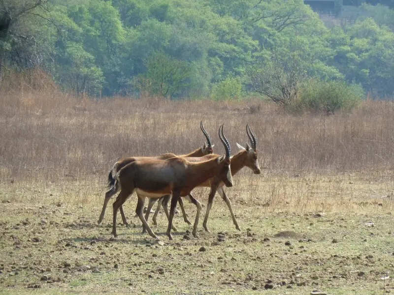 Blesbuck in the Moreleta Kloof Municipal Nature Reserve, Pretoria