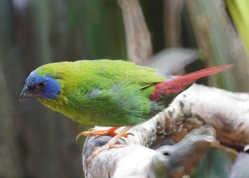 Blue-faced Parrotfinch (Bird enclosure) Wildlife Habitat  Port Douglas, Queensland