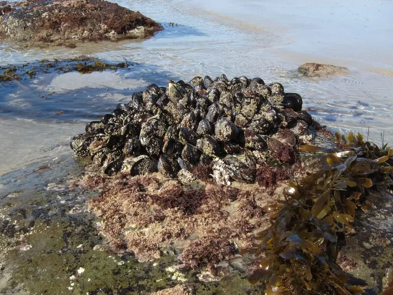 Blue mussel Facts, Diet, Habitat & Pictures on Animalia.bio