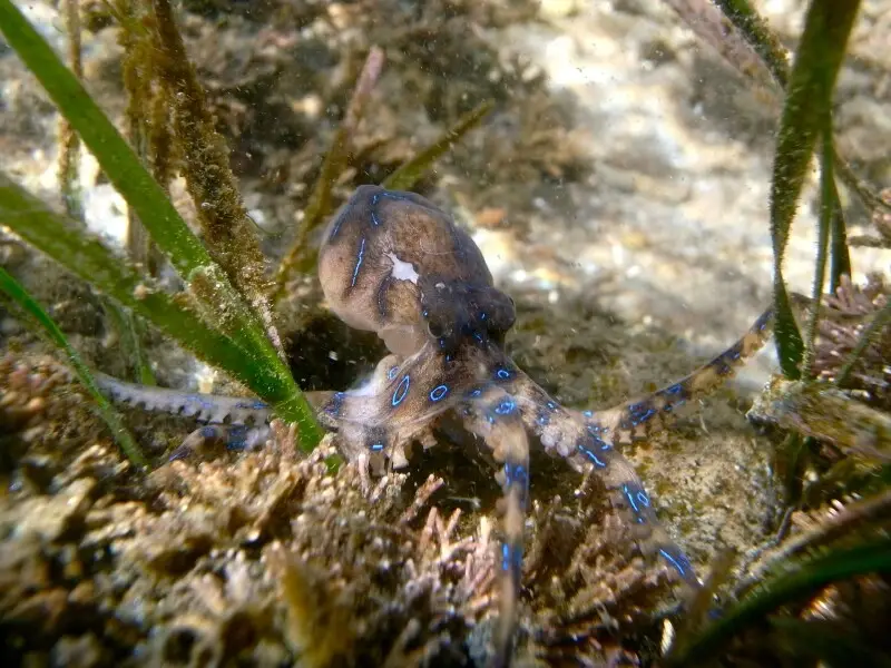 Southern blueringed octopus Facts, Diet, Habitat & Pictures on