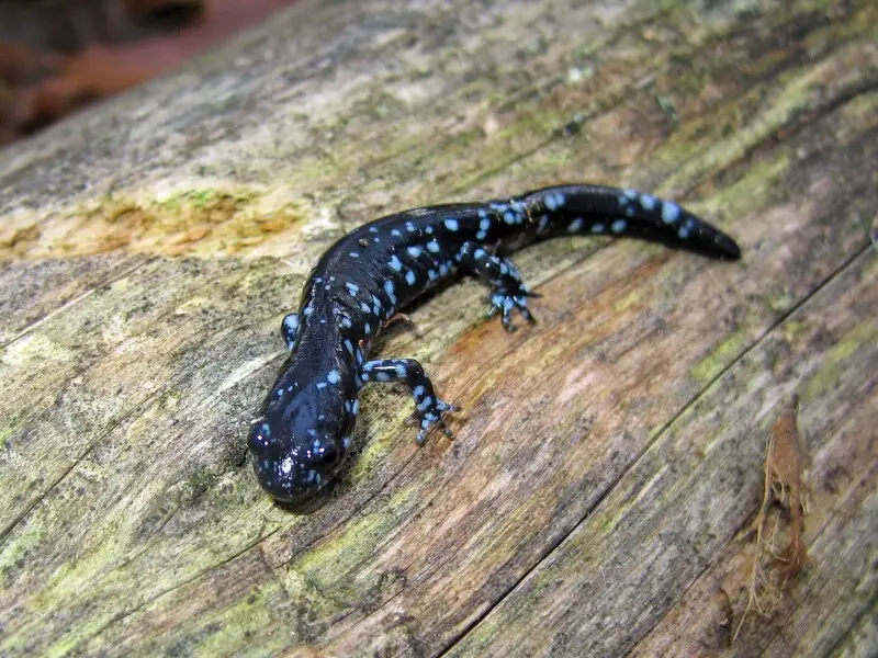 Ambystoma laterale (blue-spotted salamander)