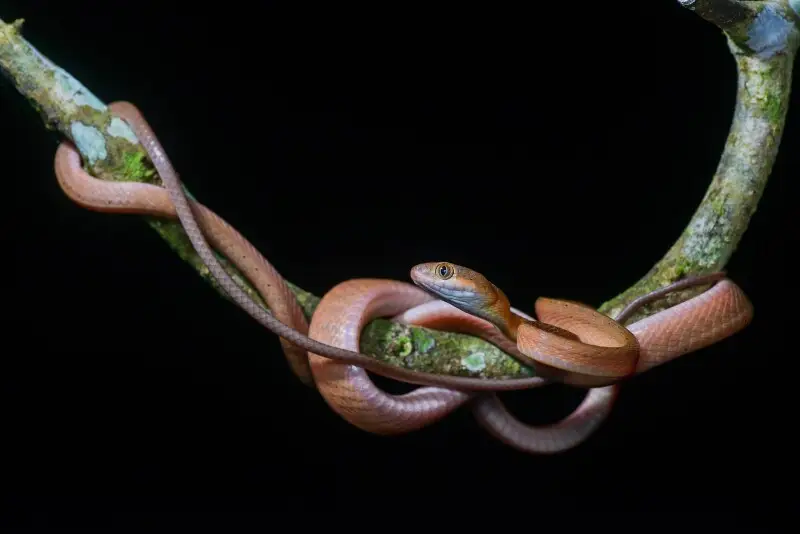 Boiga nigriceps, Red cat snake (subadult) - Khao Luang National Park.
Photo by Thai National Parks, https://www.thainationalparks.com/khao-luang-national-park.