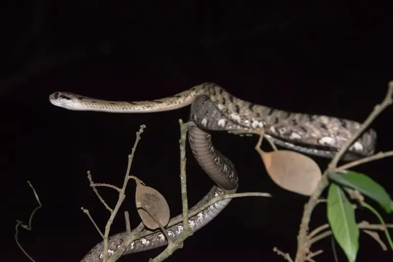 Boiga-siamensis, commonly known as gray cat snake or eyed cat snake. Photo by Thai National Parks, Thailand.