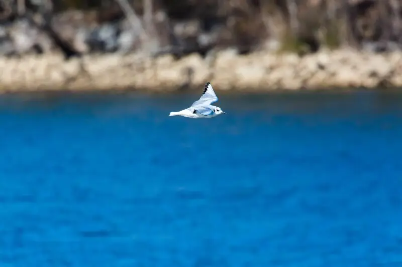 Bonaparte's gull