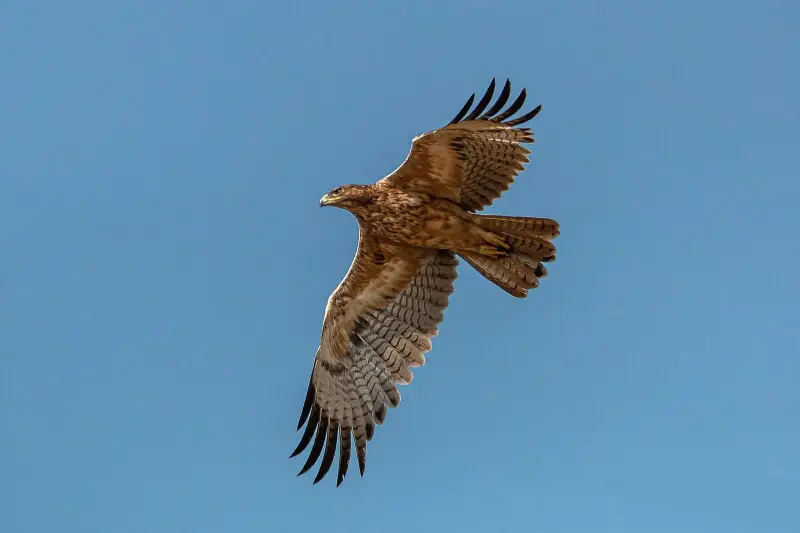 Known to be a ferocious bird, it is a medium sized bird of prey sighted hunting many different kinds of other birds and even smaller mammals.

I found it chasing away a Peregrine Falcon who was flying at full speed to get away from this large bird. After 