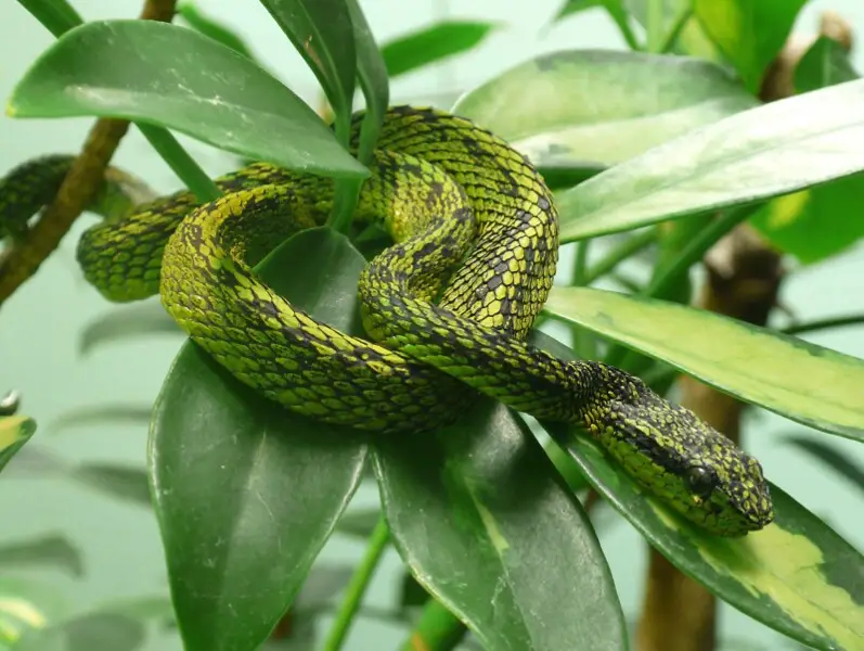 Black-speckled palm-pitviper (Bothriechis nigroviridis)