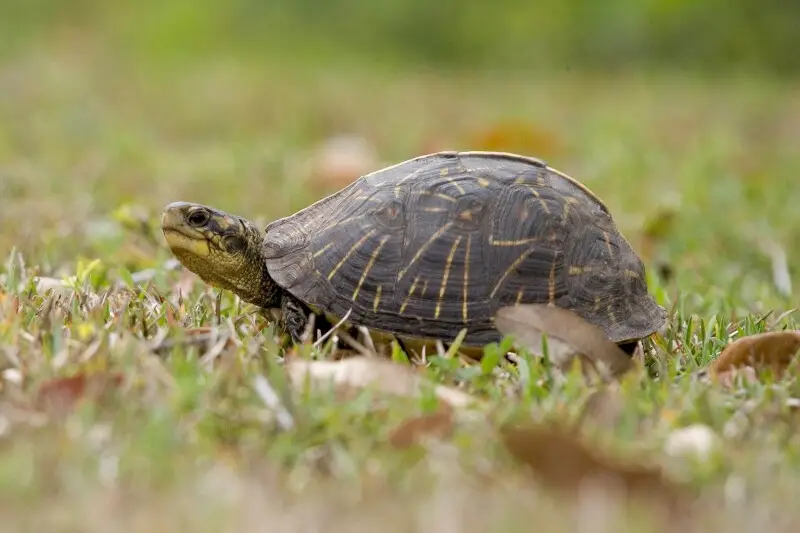Box Turtle, NPSPhoto, R. Cammauf