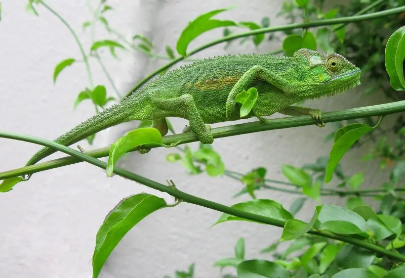 Cape dwarf chameleon - Facts, Diet, Habitat & Pictures on Animalia.bio