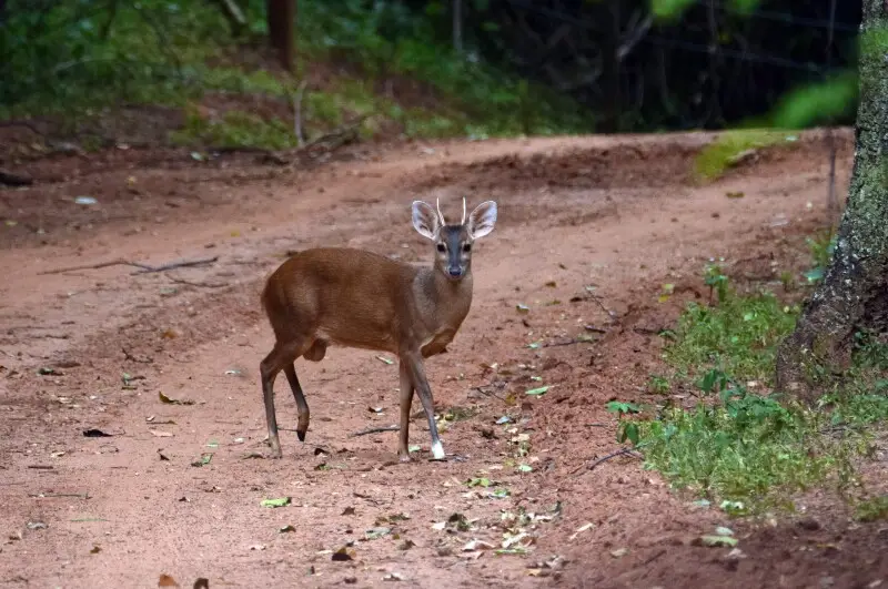 A male brocket deer (Mazama gouazoubira) in Santa F? do Sul, SP, Brazil.