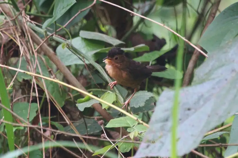 A Brown-capped Babbler that was found near the Kitulgala Police Station, Sri Lanka.