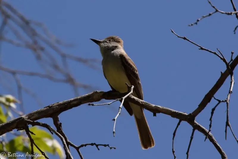 Brown-crested Flycatcher | Huachuca Canyon | Sierra Vista | AZ|2017-05-12|08-19-52.jpg