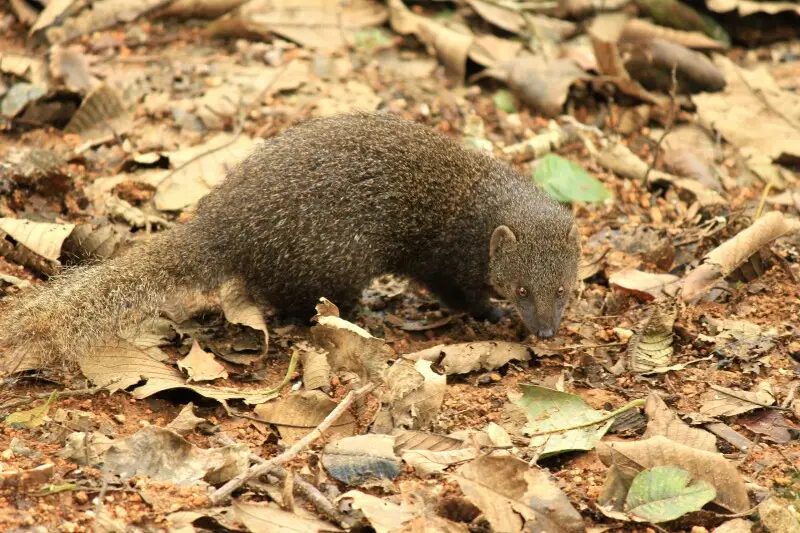 Indian brown mongoose (Herpestes fuscus), endemic to western ghats