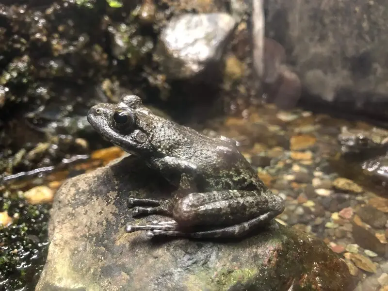 Buergeria buergeri - факти, дієта, ареал і фотографії на Animalia.bio