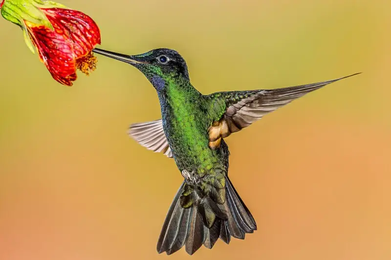 This hummingbird was photographed at Guango Lodge, Ecuador.