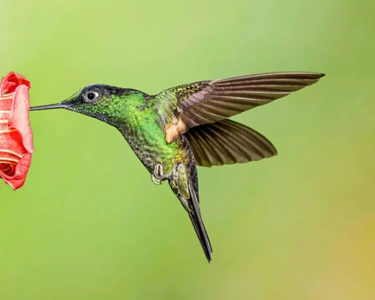 This hummingbird was photographed in Ecuador.