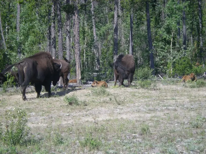 Buffalo on the Yellowknife Highway