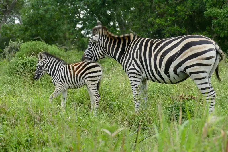 Burchell's zebra Facts, Diet, Habitat & Pictures on Animalia.bio