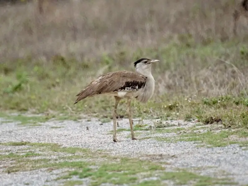 Bustard