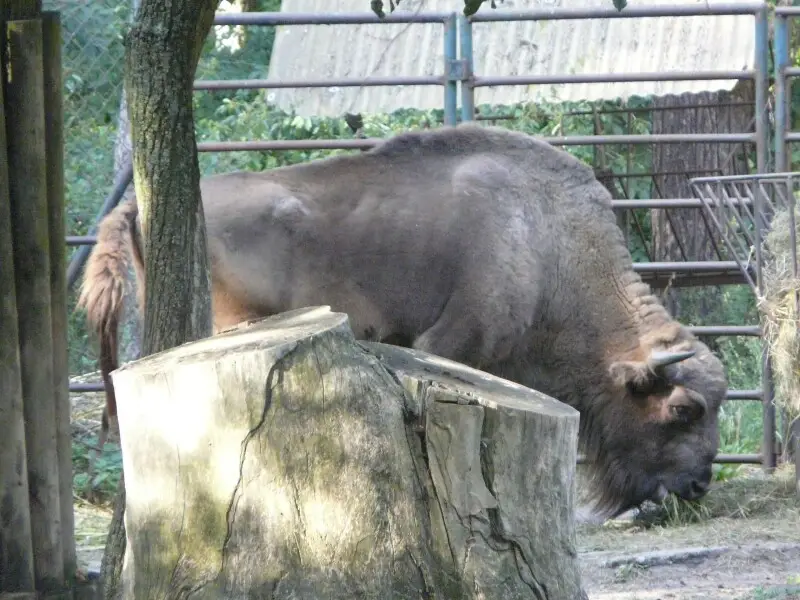 Wisent (European bison)