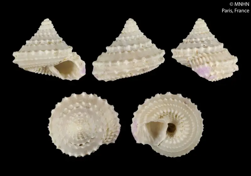 The shell of a Calliotropis coopertorium