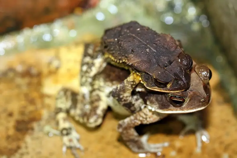 Cane Toad Facts Diet Habitat And Pictures On Animaliabio