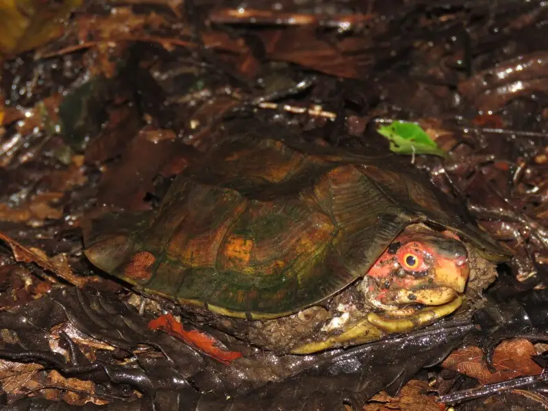 Cane Turtle, Vijayachelys silvatica