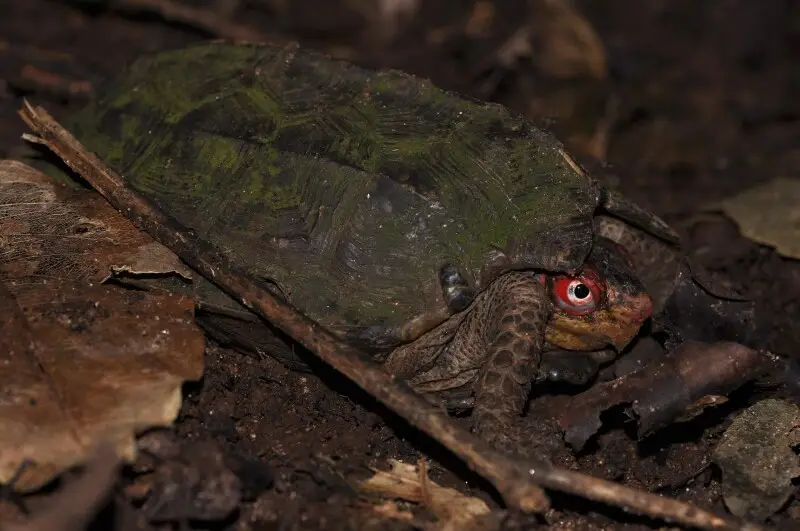 Cane turtle on the forest floor in a rainforest in the Anamalai Tiger Reserve, Tamil Nadu