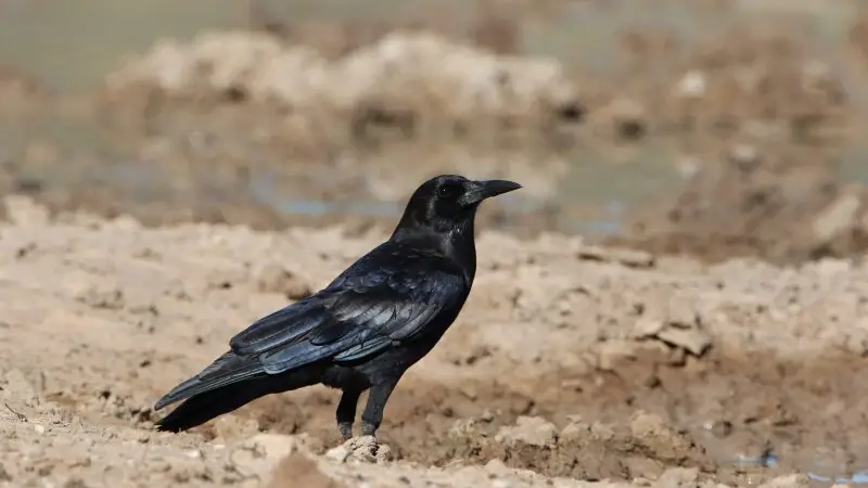 Cape crow, Corvus capensis, at Kgalagadi Transfrontier Park, Northern Cape, South Africa