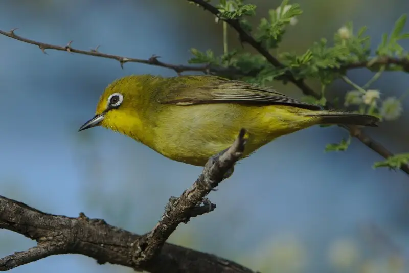 Cape White-eye, Zosterops pallidus, at Marakele National Park, Limpopo Province, South Africa