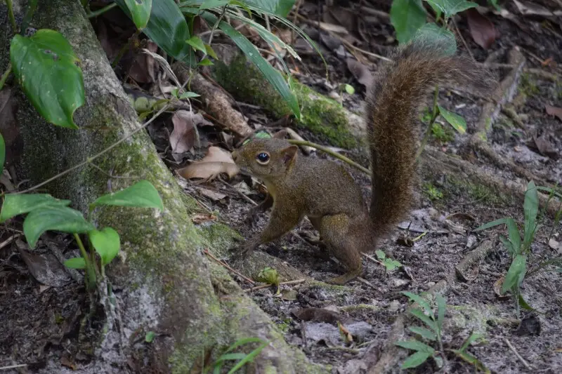 Brazilian Squirrel (Caxinguele) on the ground