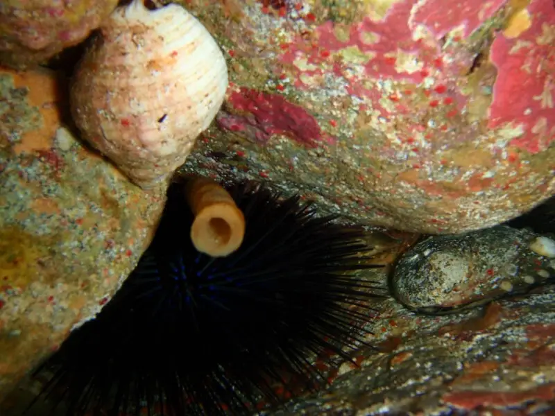 Western hollow-spined urchin Centrostephanus tenuispinus, cartrut shell Dicathais orbita and black lipped abalone Haliotis rubra at Greenly Island, South Australia