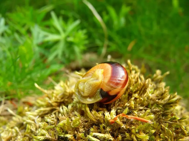 Grove snail Facts, Diet, Habitat & Pictures on Animalia.bio