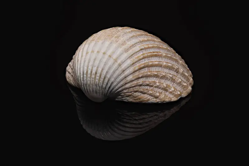 Common cockle Facts, Diet, Habitat & Pictures on Animalia.bio